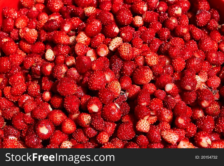 Fresh wild strawberry in the bucket. Fresh wild strawberry in the bucket