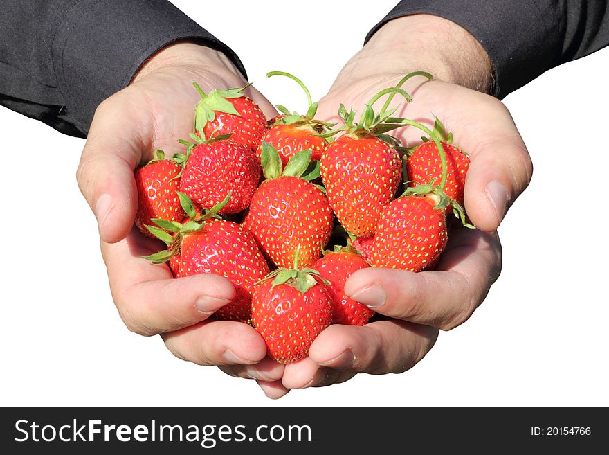 Fresh, juicy and healthy strawberries in the hands