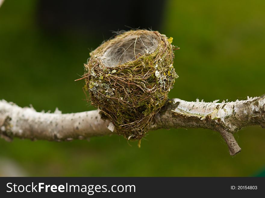 Empty bird nest on the branch