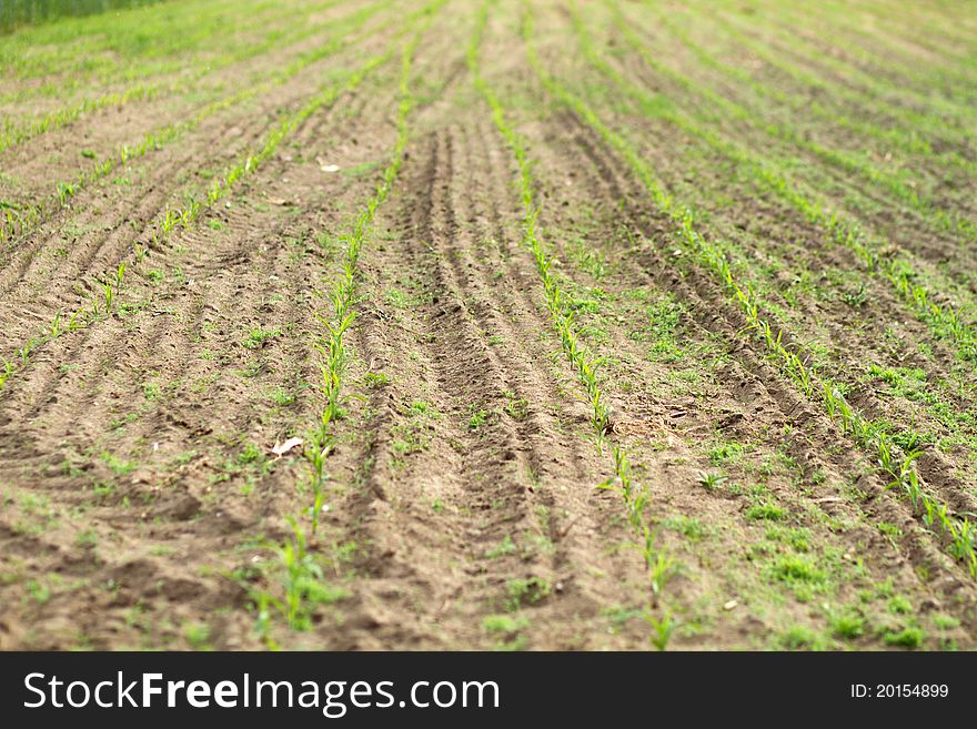 Field with new and green corn