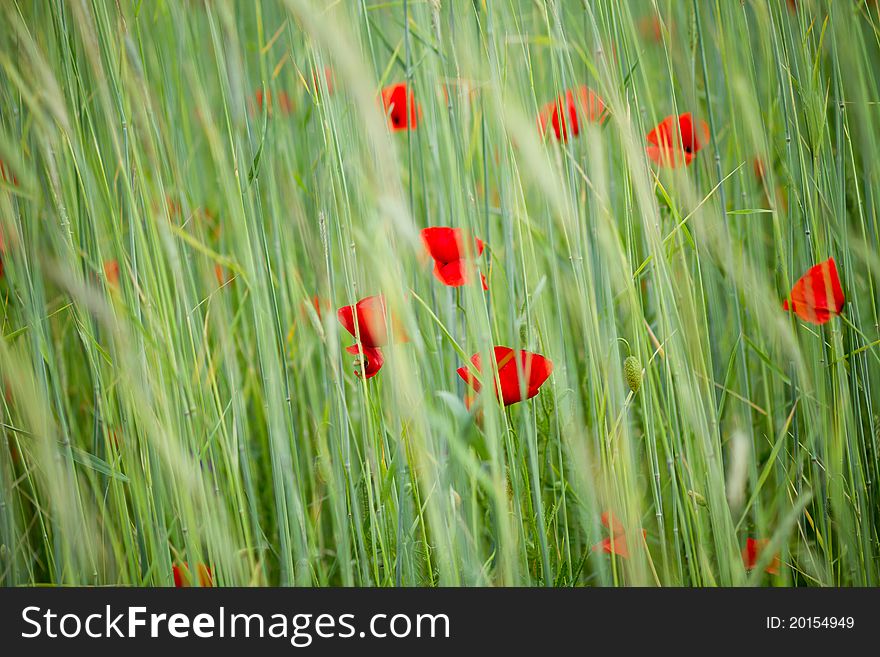 Poppies in the wheat field