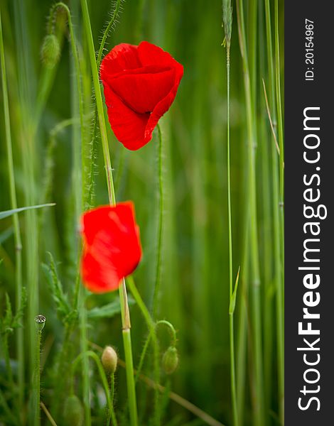 Red poppy in the grass