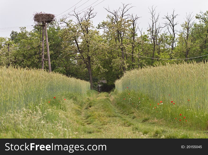 Wheat field with road