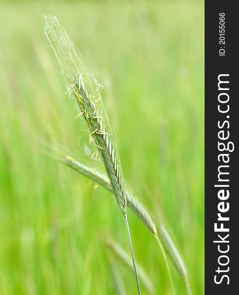 One thread green wheat in focus. One thread green wheat in focus