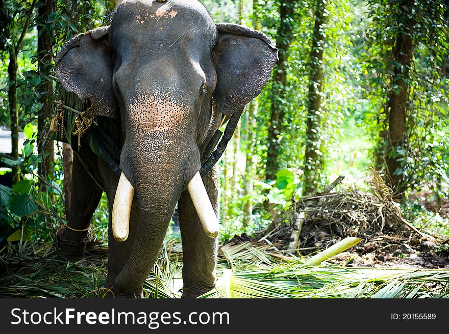 Chained Elephant working in a forrest in India.