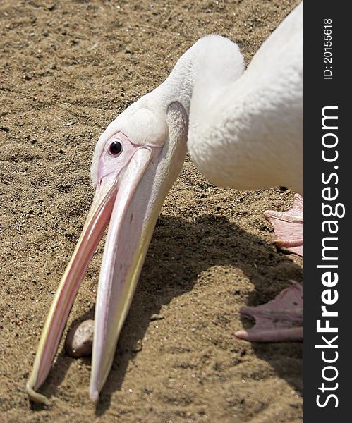 Young pelican playing with stone at sand. Young pelican playing with stone at sand