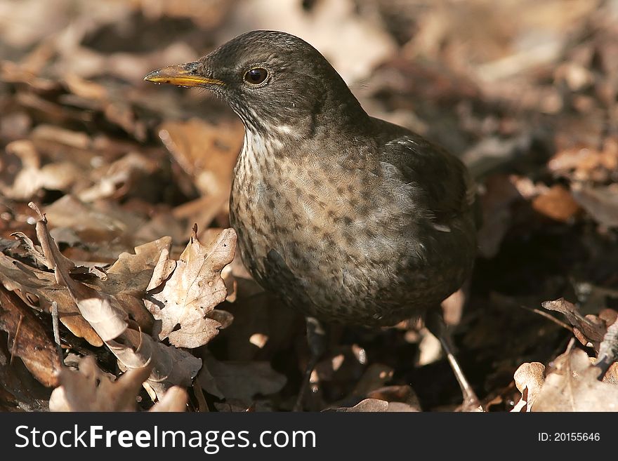 Blackbird female posing  on leaves and looking ahead. Blackbird female posing  on leaves and looking ahead