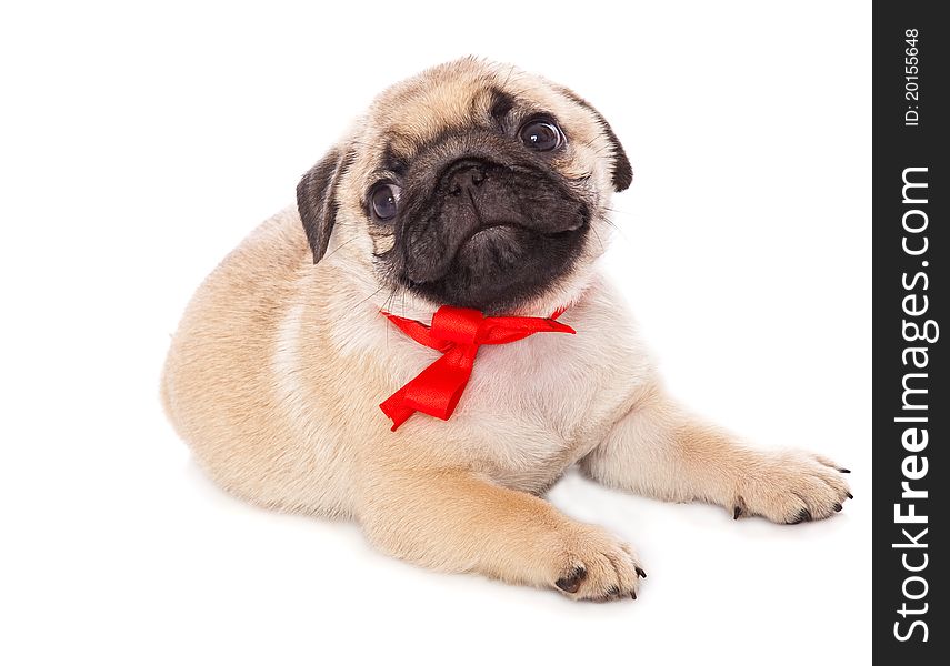 Puppy of pug