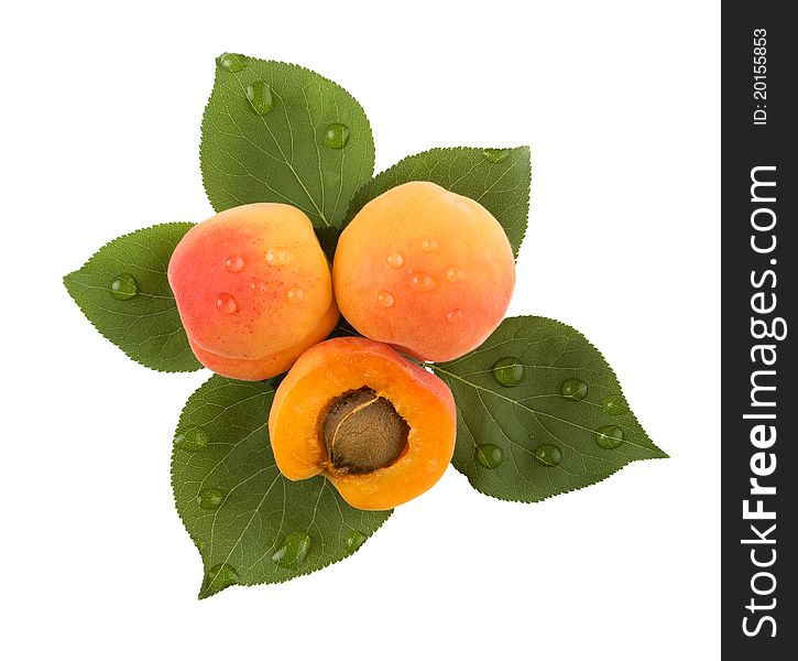 Apricots And Leaves