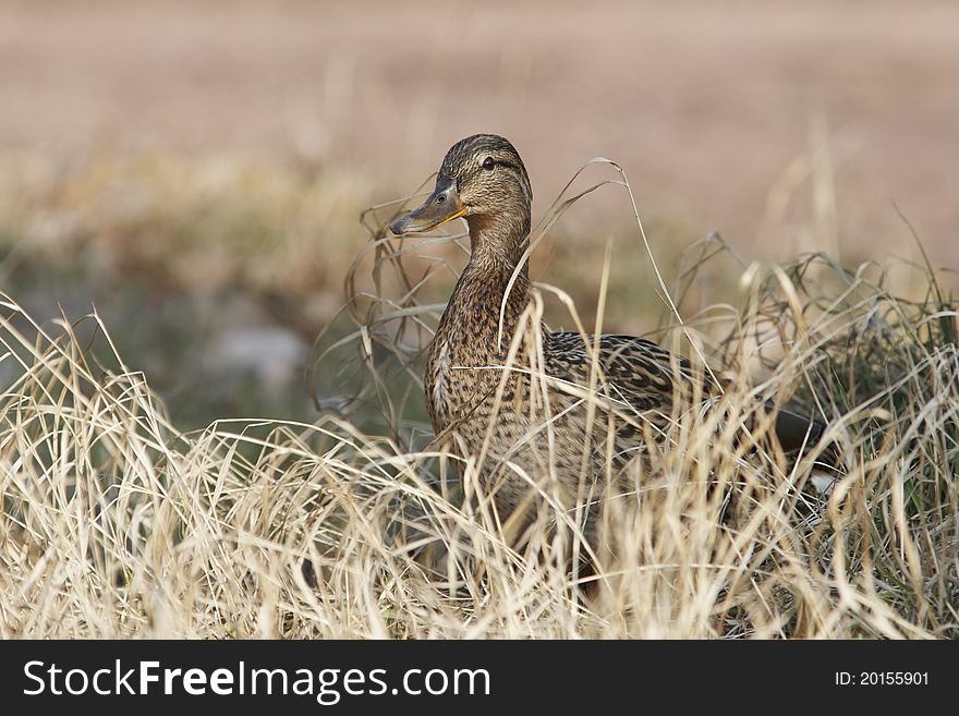 Mallard Female Hiding At Last Year Grass