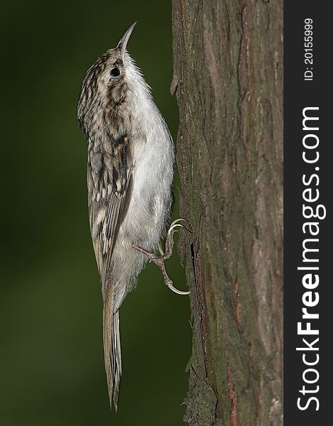 Tree creeper crawling on the trunk