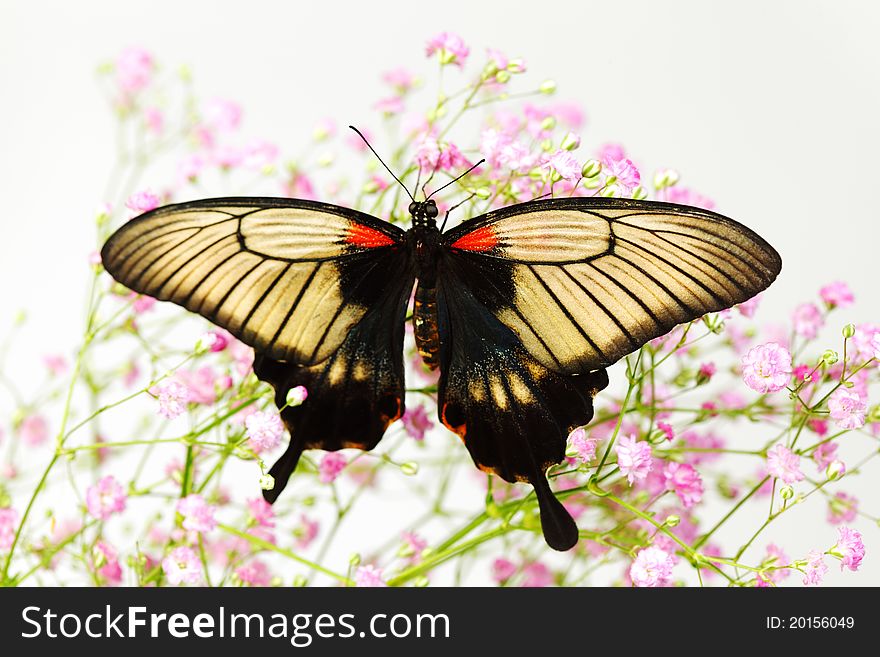 Papilio Lovii on the flowers