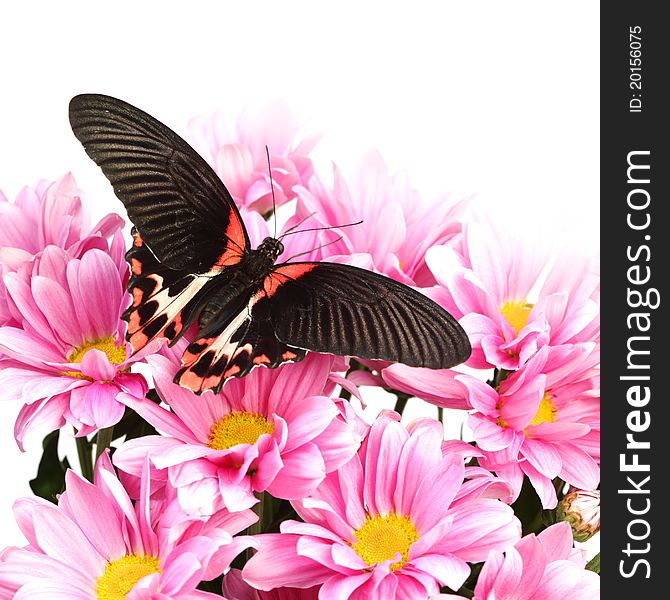 Papilio rumanzovia on the flowers