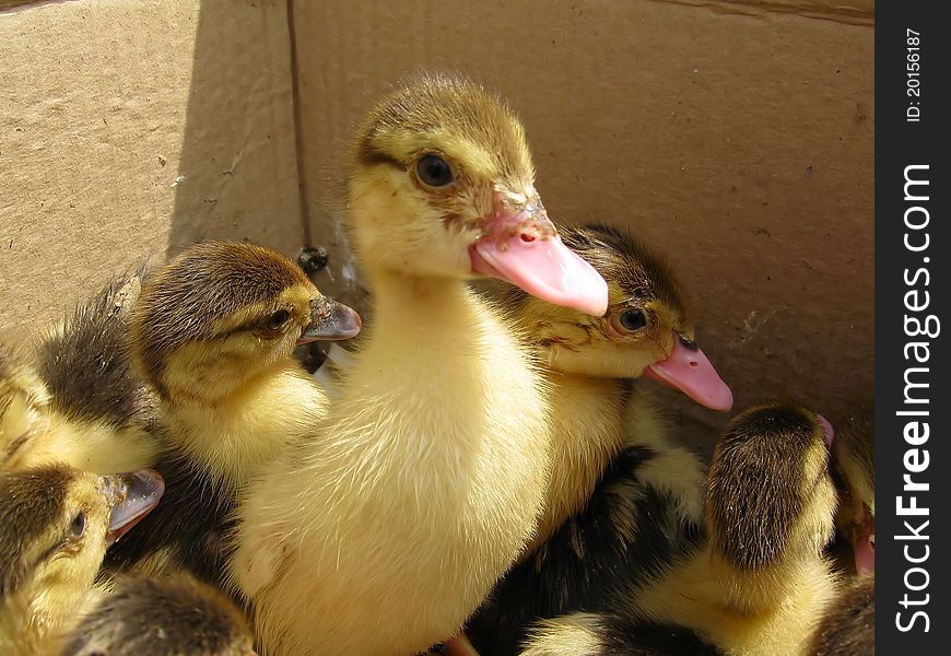 Photo of small ducklings in a cardboard box in the pet market