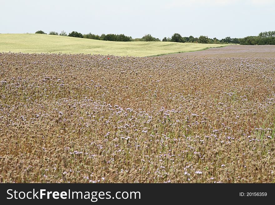 Field Blooming