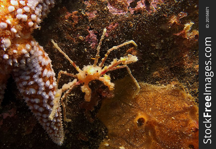 Anemone Crab (Inachus)