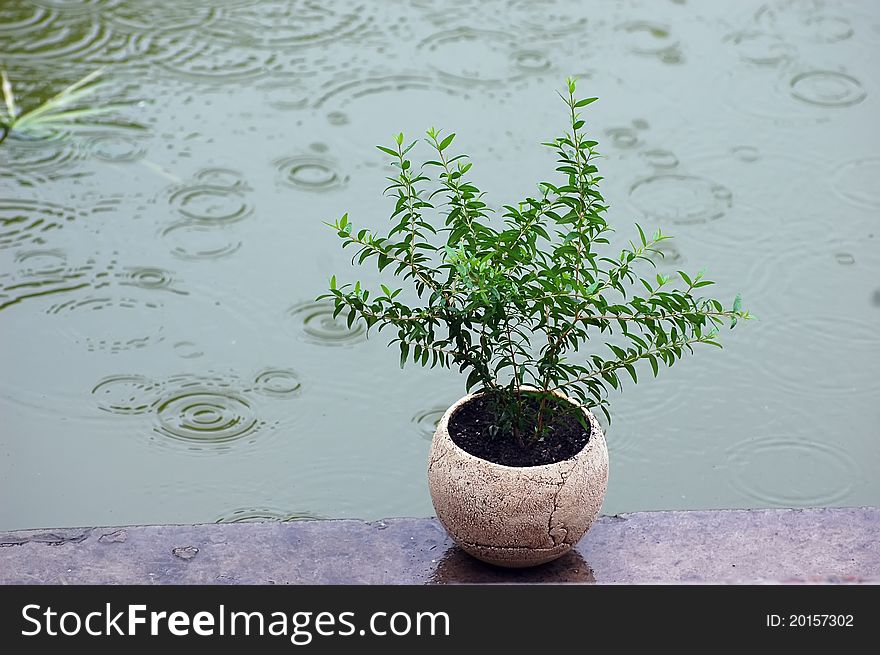 Pot plant under the rain