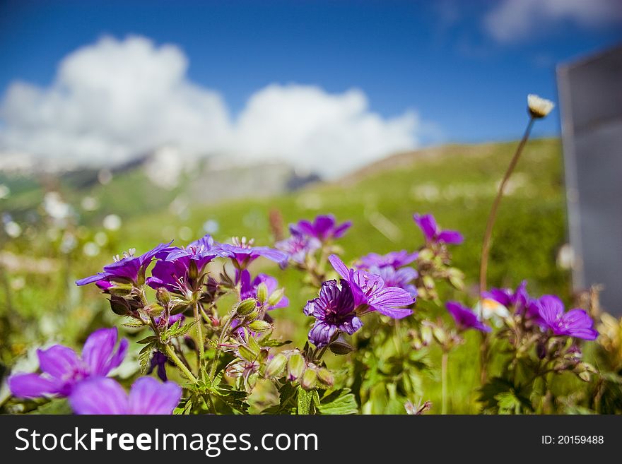 Flowers in mountains