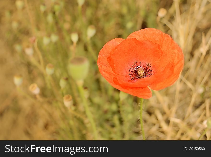 Poppy field with Cornflowers - abstract background. Poppy field with Cornflowers - abstract background