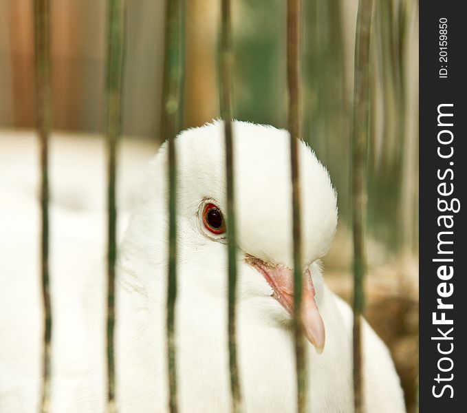 Pigeon locked in a cage