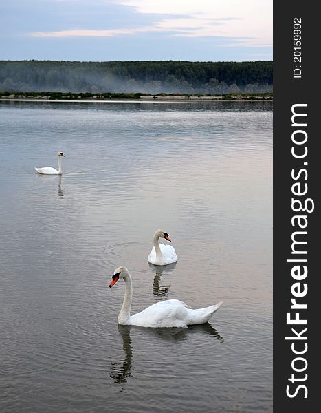 Three swans in the lake, late afternoon