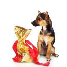 Miniature Pinscher With Gift Box Stock Photo