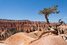 Lonely Pine Stock Image