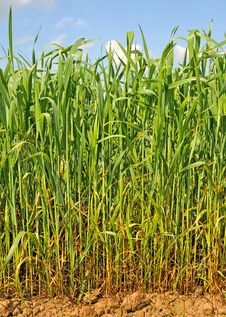 Green Wheat Stock Images Green Wheat Stock Images