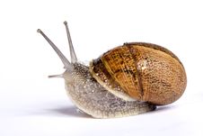 Snail On White Stock Photos Snail On White Stock Photos