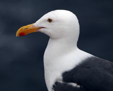 Gull Royalty Free Stock Photography