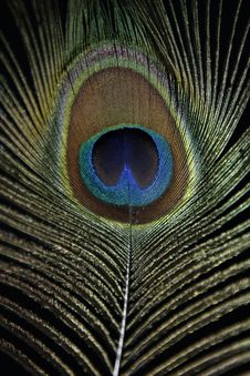 Peacock Feather Royalty Free Stock Image