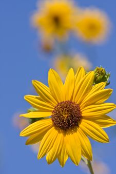 Sunflower Against Blue Sky Royalty Free Stock Image
