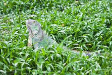 Green Iguana Royalty Free Stock Photo Green Iguana Royalty Free Stock Photo