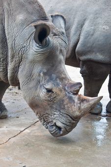 Rhino Royalty Free Stock Images