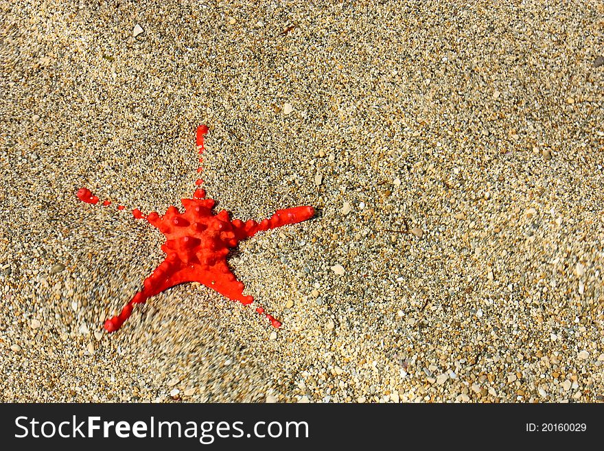 Beautiful red starfish on the sea bottom in the sand