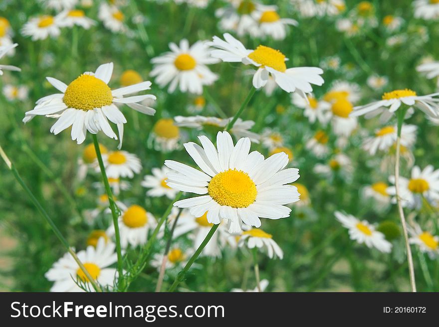 The flower of a camomile with petals of white color. The flower of a camomile with petals of white color.