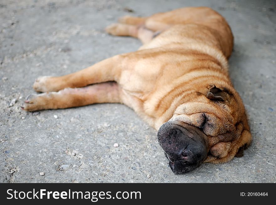 A dog's breed sharpei napping. A dog's breed sharpei napping.