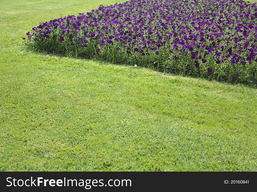 Landscaped garden with purple petunias