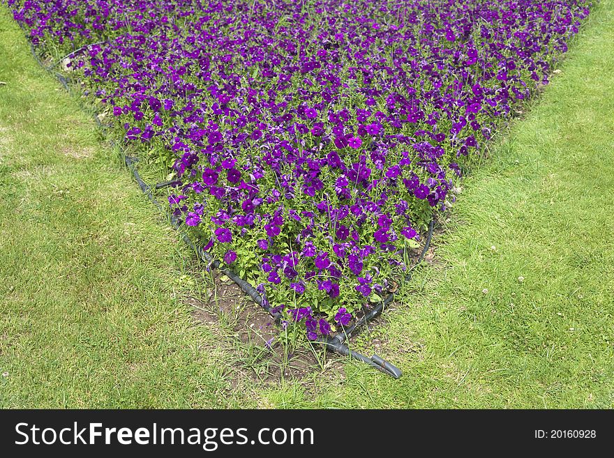 Landscaped garden with purple petunias