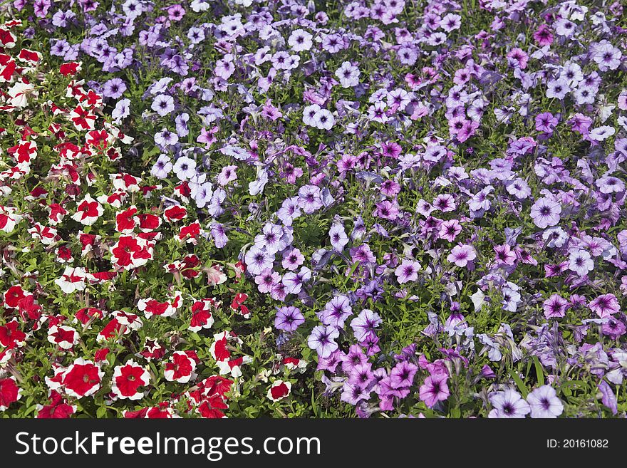 Landscaped garden with purple and red petunias