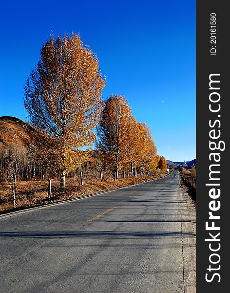 High way on the plateau in western Sichuan province, china. In autumn trees turn yellow and sky is clear and blue. High way on the plateau in western Sichuan province, china. In autumn trees turn yellow and sky is clear and blue