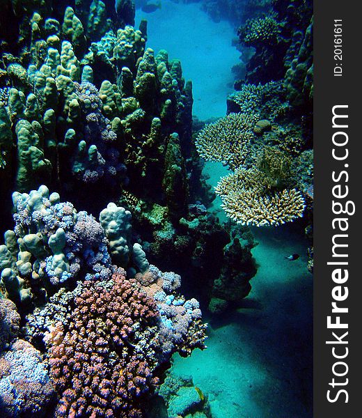 Coral garden in Red sea, Sharm El Sheikh, Egypt