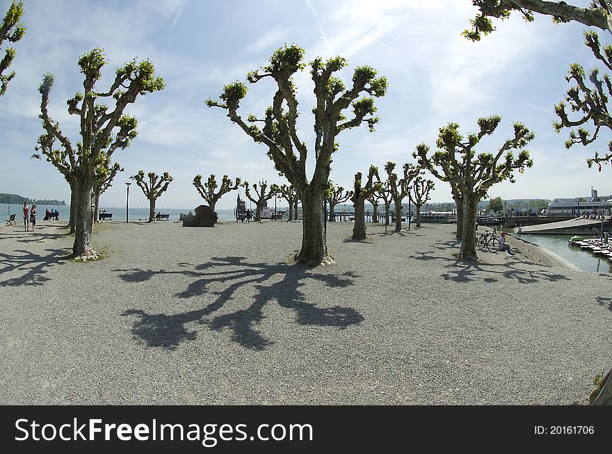 Platanus Tree (Plane Tree) at Lake Constance in Germany. Platanus Tree (Plane Tree) at Lake Constance in Germany