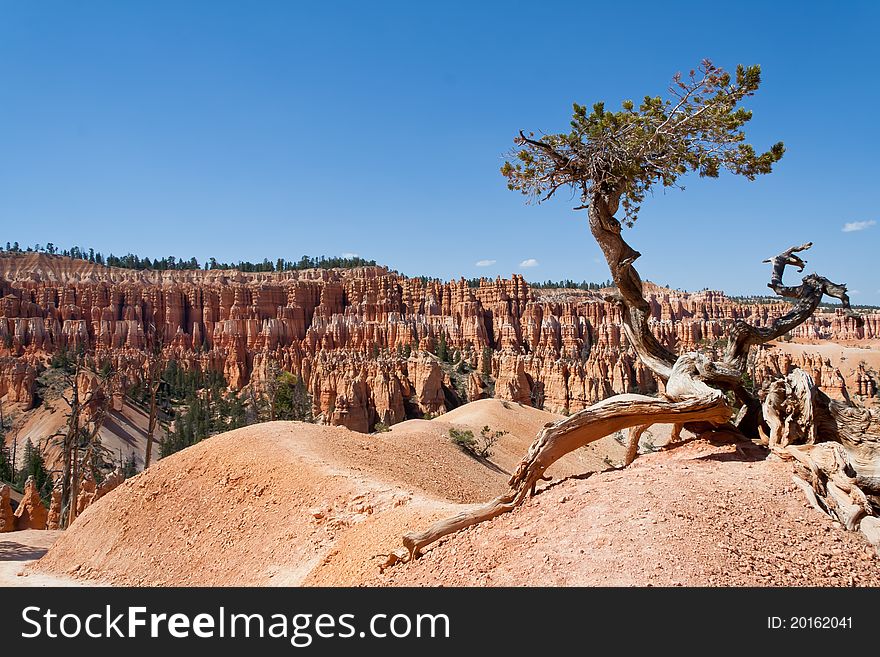 Pine tree sitting on the ridge in one of Bryce Canyon National park hiking trail. Pine tree sitting on the ridge in one of Bryce Canyon National park hiking trail