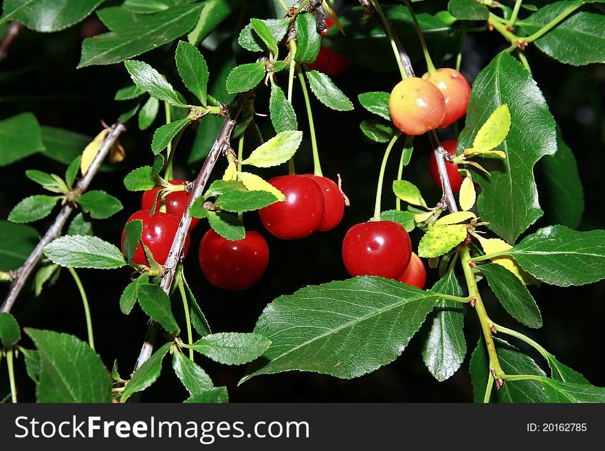 Branch of bright cerise cherries on black background. Branch of bright cerise cherries on black background