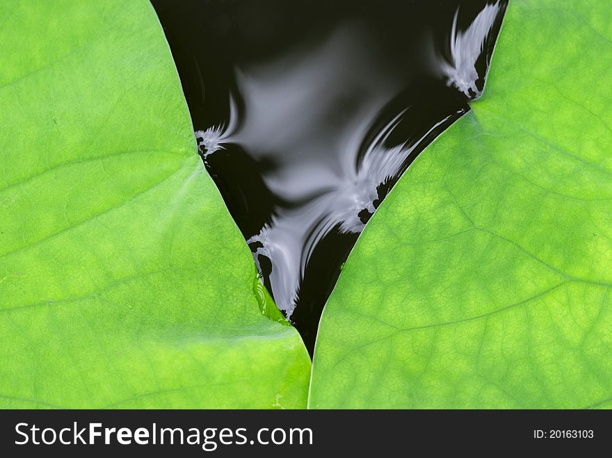 Close up of two lotus leaves on the surface of water. Close up of two lotus leaves on the surface of water