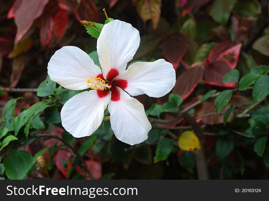 White flower of hibiscus