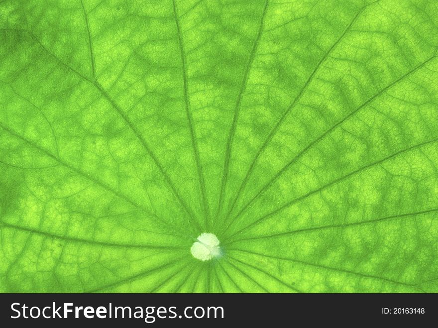 Close up of two lotus leaves on the surface of water. Close up of two lotus leaves on the surface of water