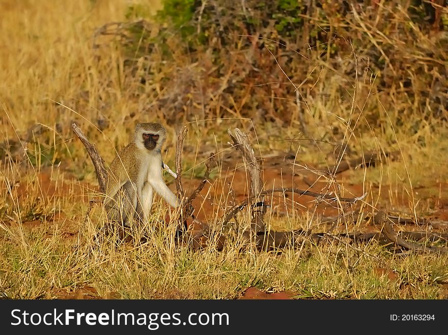 The vervet monkey (Ceropithecus aethiops) or green monkey are medium-sized primates found from Senegal and Ethiopia down to South Africa (South Africa).