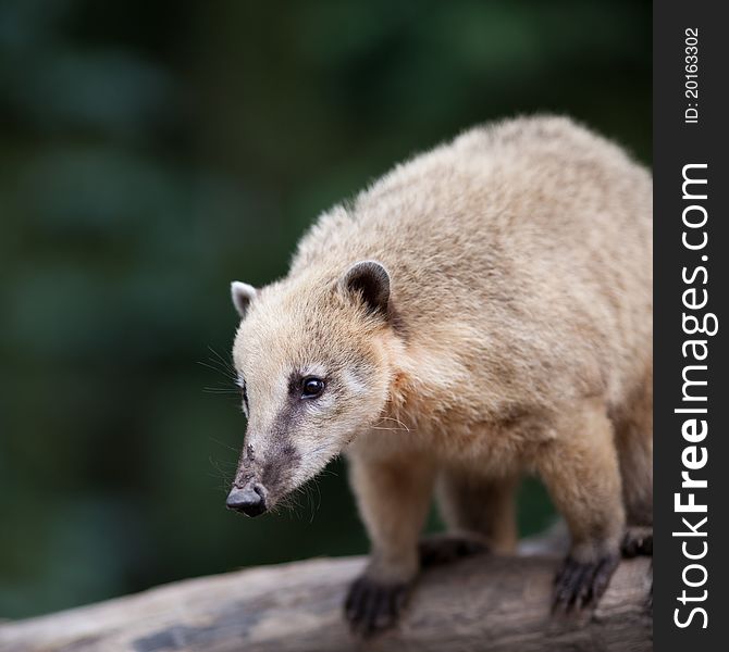 Portrait of a very cute White-nosed Coati (Nasua narica) aka Pizote or Antoon. Diurnal, omnivore mammal